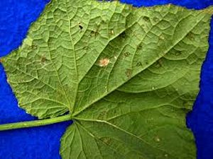 uploads/images/disease/Downy mildew of pumpkin_result.jpg